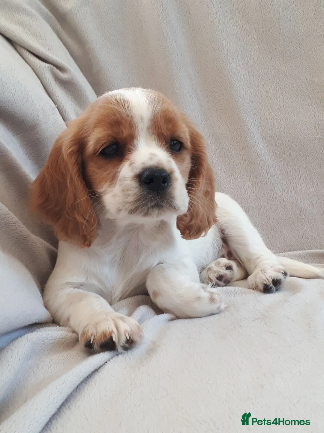 Cockalier dogs for sale: Super F1 Cockalier pups Ready Now Health Tested P - Advert 1