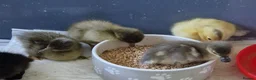 Ducks poultry for sale: 3x unsexed Harlequin x Runner  - Advert 1