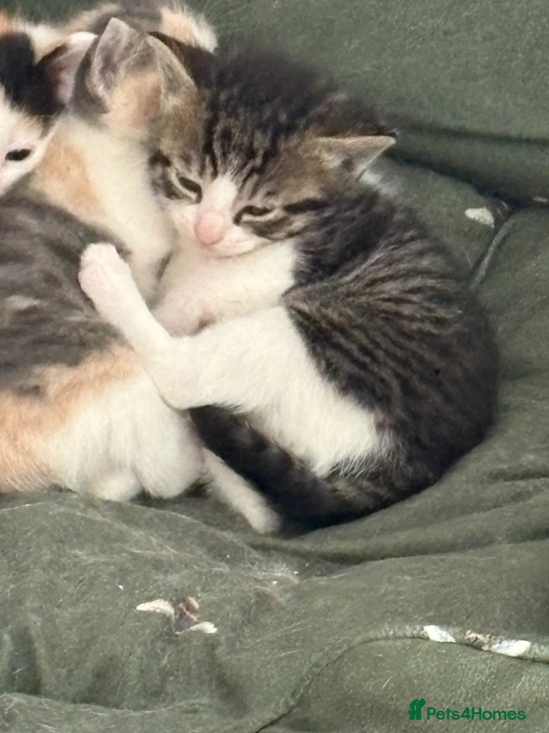 Domestic Shorthair cats for sale: Our beautiful litter of kittens  in Bideford - Advert 6