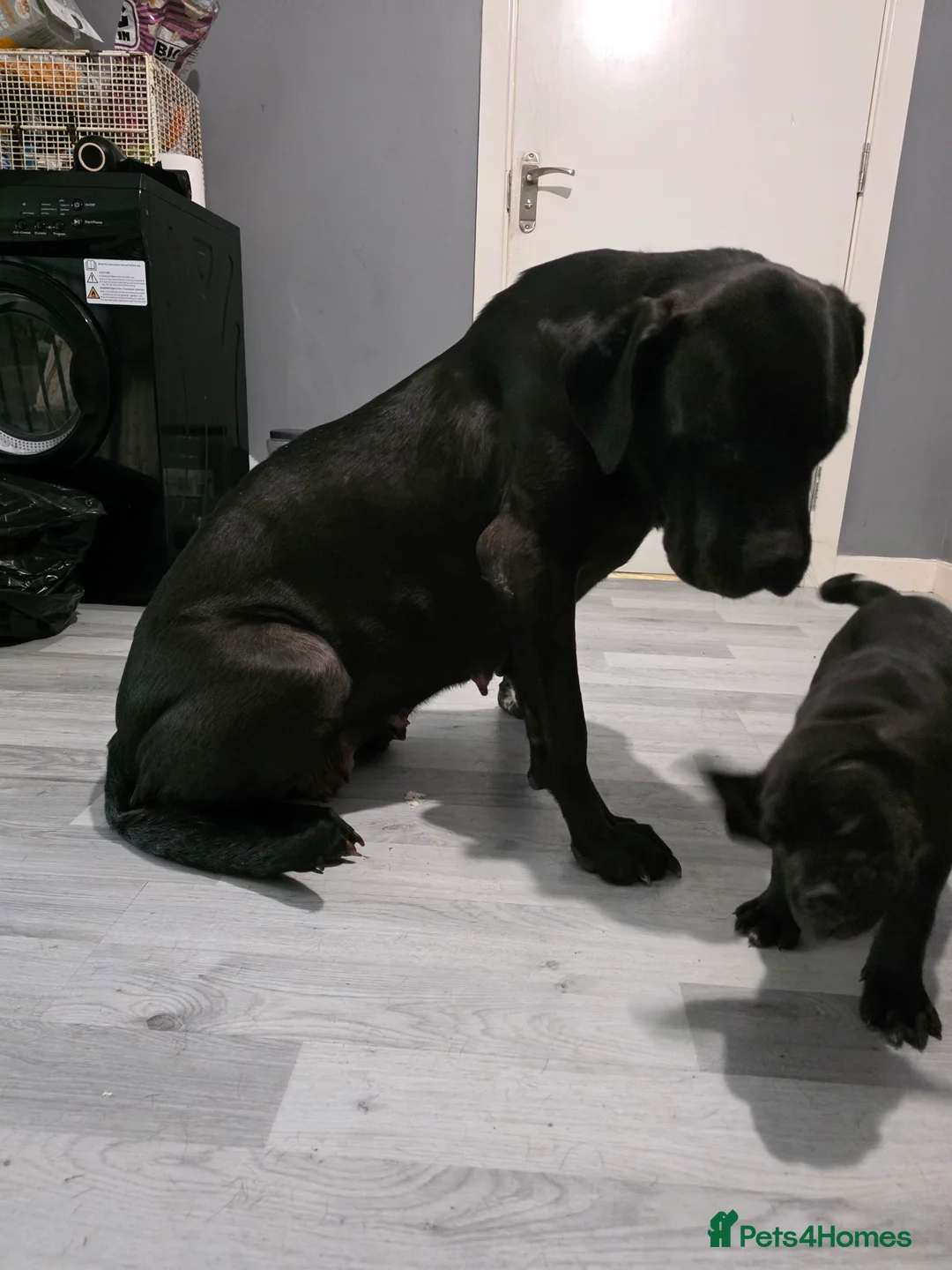 Cane Corso dogs for sale: Female cane corso tahlia - Advert 2