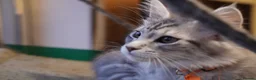 Maine Coon cats for sale: Beautiful Maine Coon Sisters Ready Now 🐾 - Advert 19