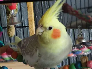 Cockatiels birds 2 Cockatiel's for Sale - Advert 1