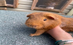Guinea Pig rodents for sale: 4 baby guinea pigs & 2 adult males for sale! - Image 6