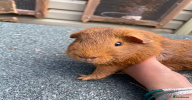 Guinea Pig rodents - Advert 4