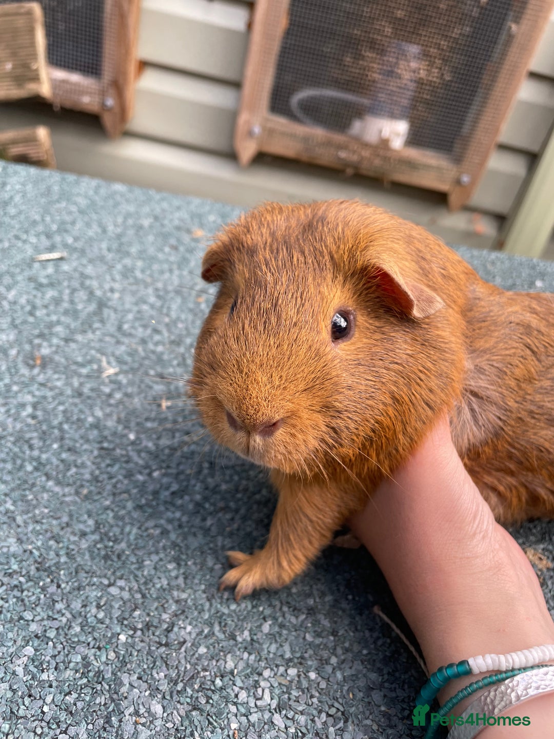 Guinea Pig rodents for sale: 4 baby guinea pigs & 2 adult males for sale! - Image 6