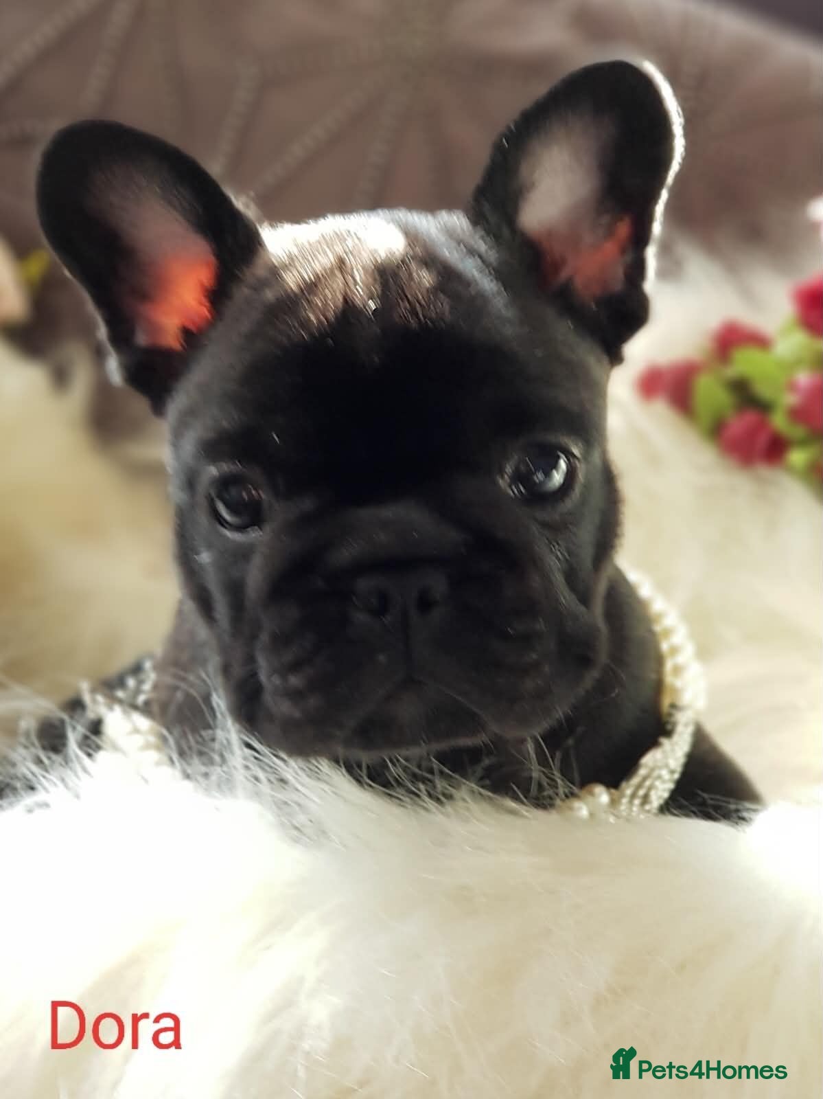 French Bulldog dogs  Female French Bulldog Pups. Int Champion Sire - Advert 16