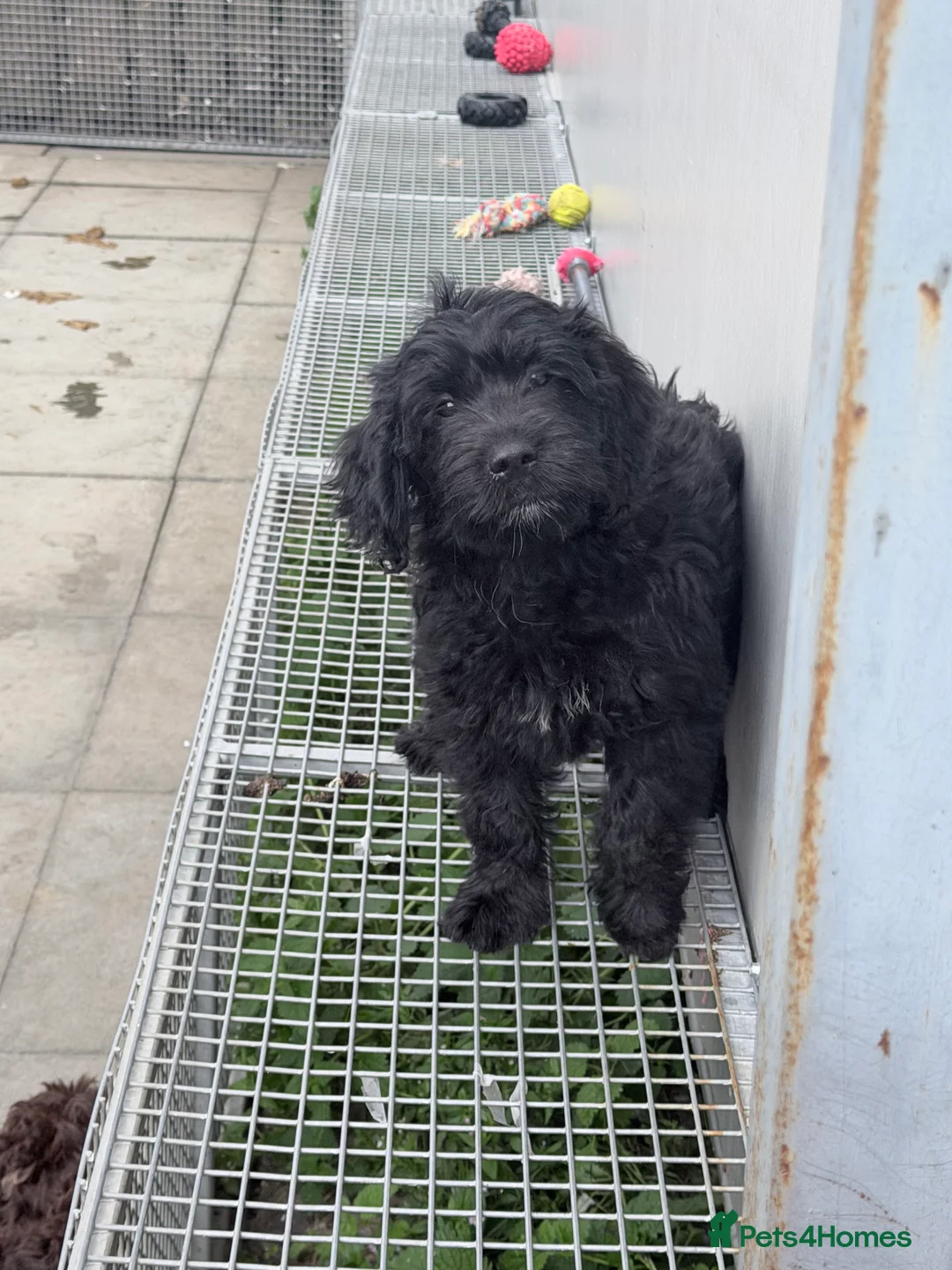 Mini Goldendoodle dogs for sale: Miniature golden doodles f1 - Advert 8