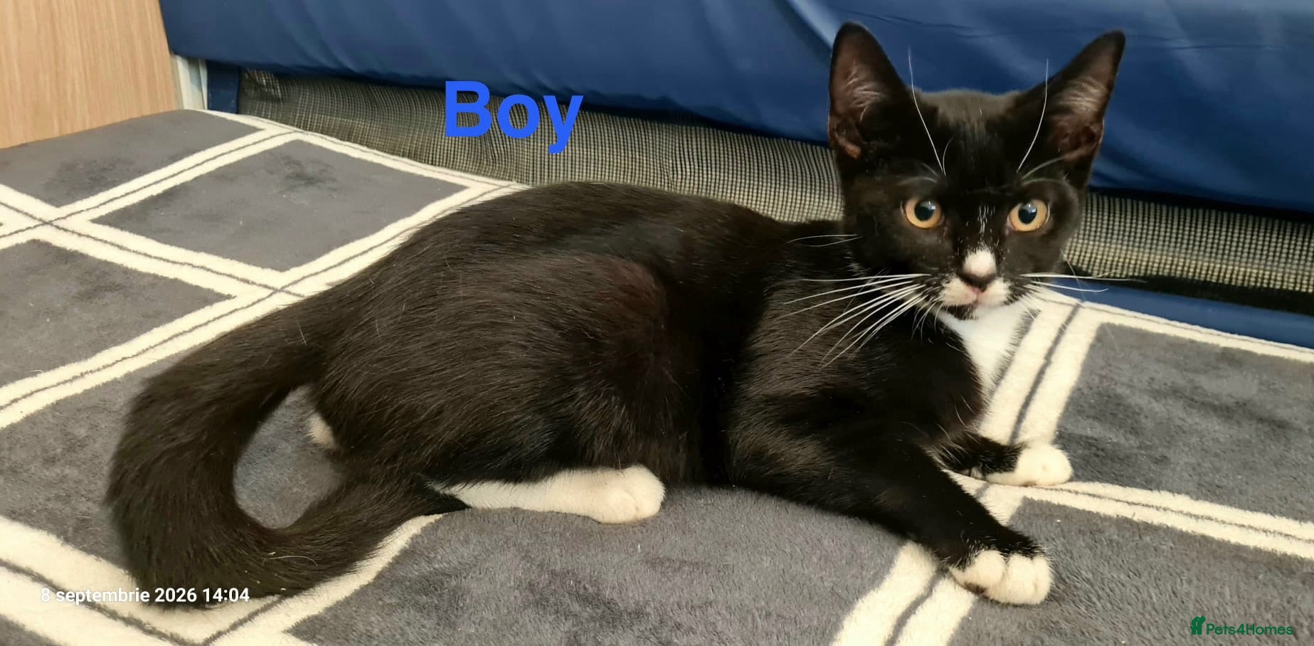Mixed Breed cats Beautiful Mix Breed Kittens  - Advert 2