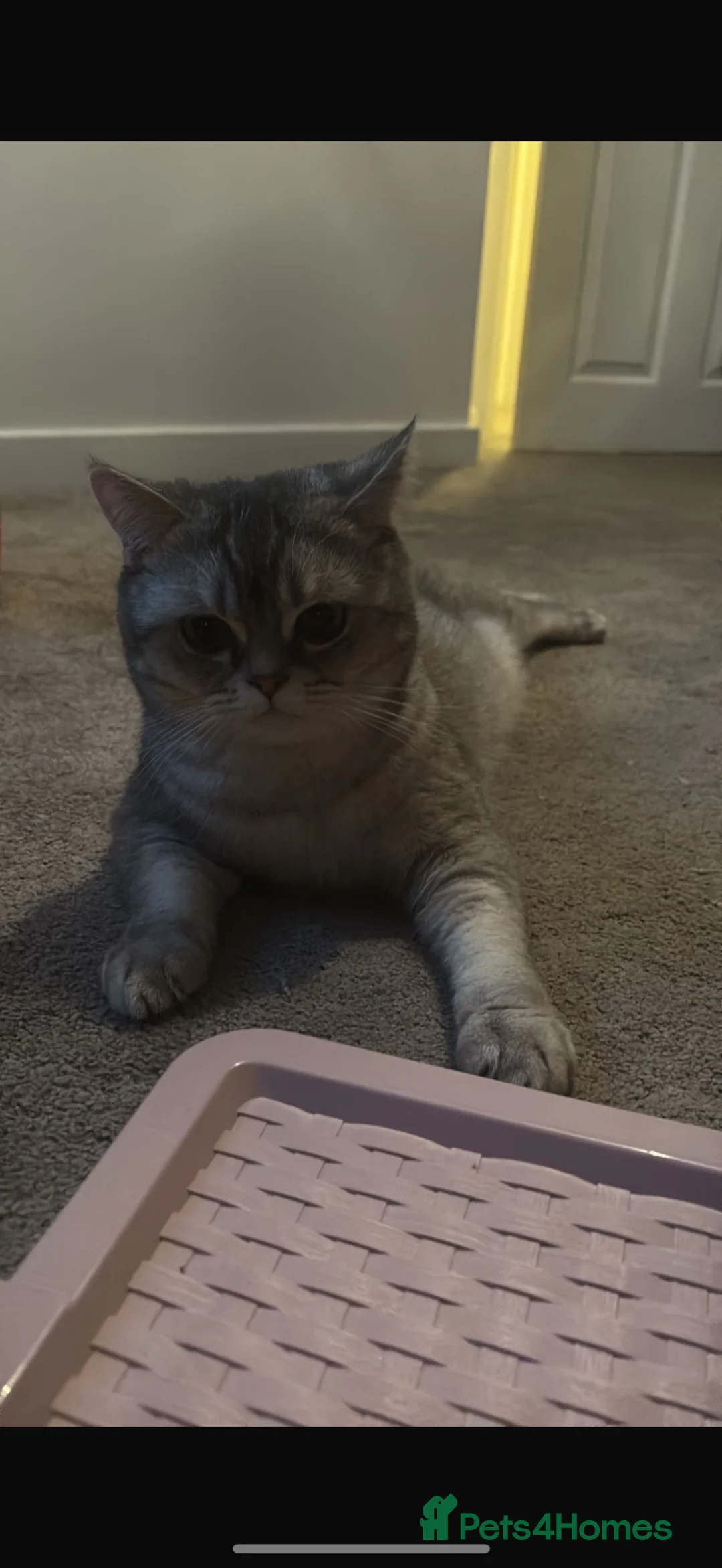 British Shorthair cats for sale: British shorthair  in Tipton - Advert 2