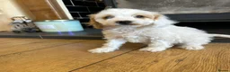 Cockapoo dogs for sale: F1b stunning cockapoos  - Advert 5