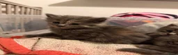Maine Coon cats for sale: Mainecoon kittens - Advert 2