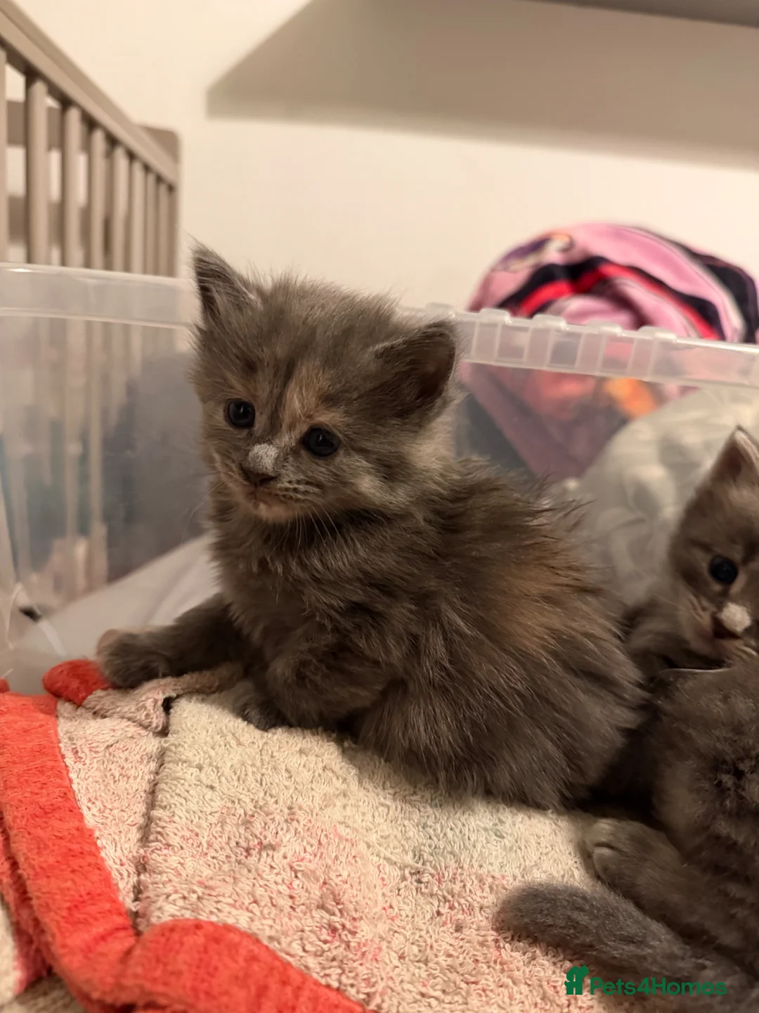 Maine Coon cats for sale: Mainecoon kittens - Advert 2