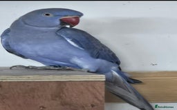 Ringnecks birds for sale: Violet male ringneck 2 years old - Image 2