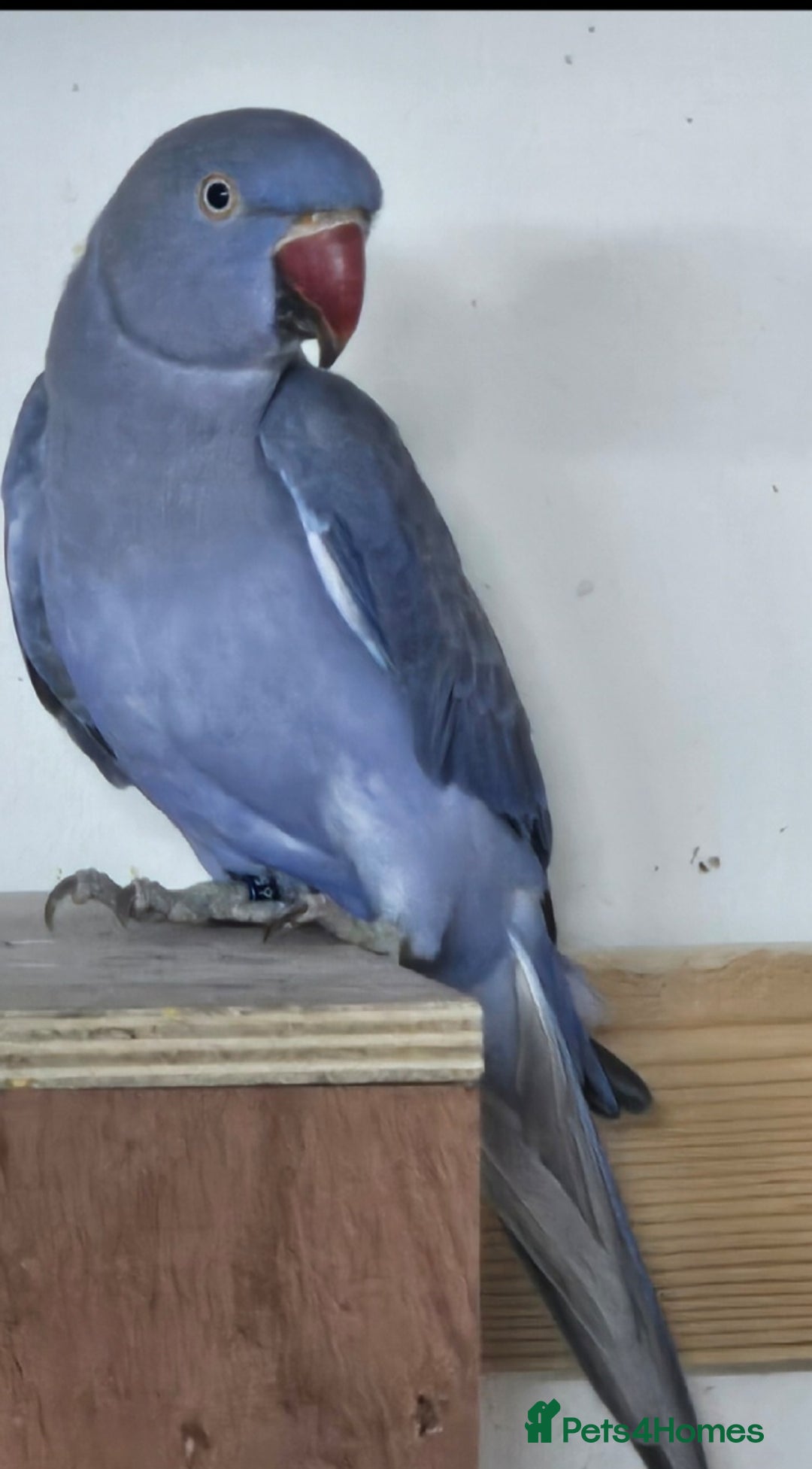 Ringnecks birds for sale: Violet male ringneck 2 years old - Image 2