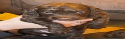 Mixed Breed dogs for sale: Spratterpoo Pups - Advert 11