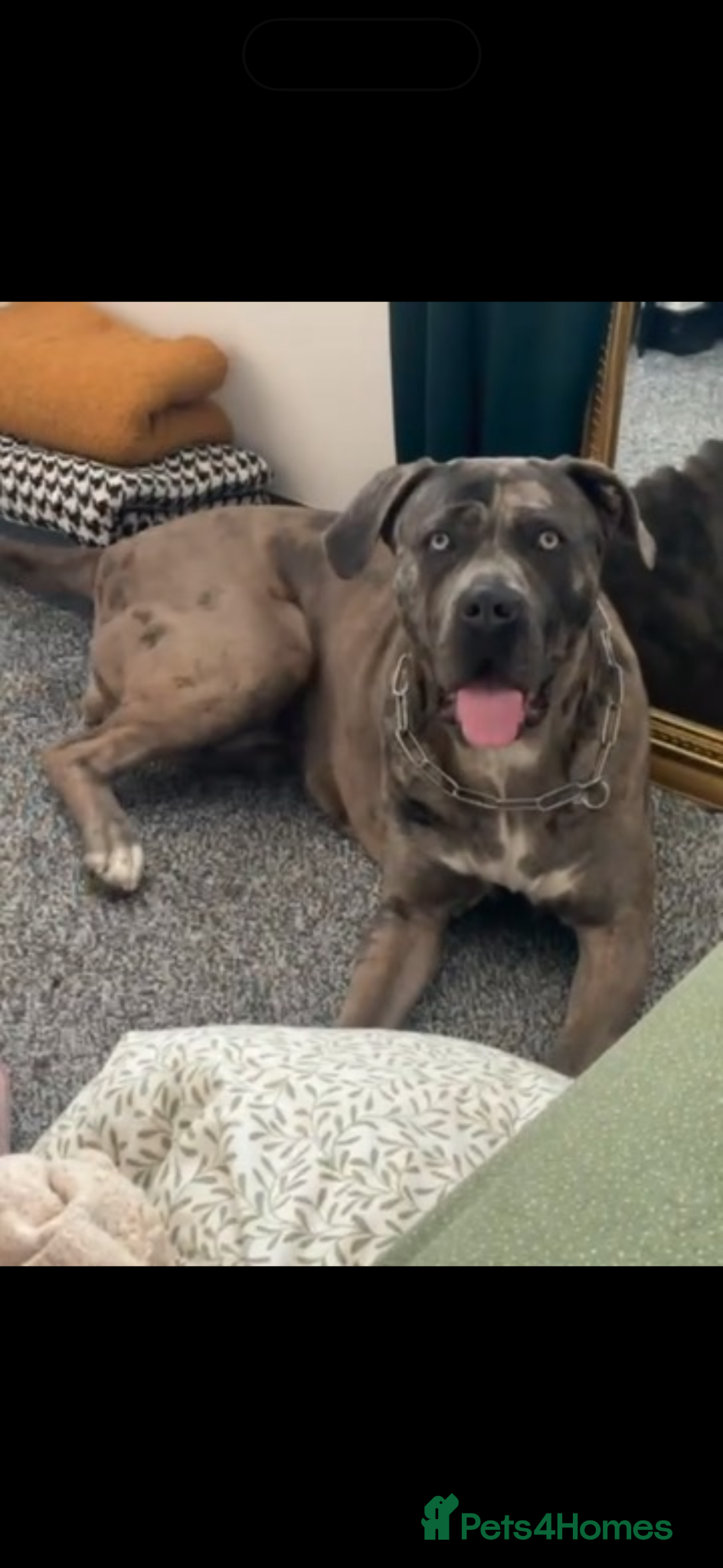Mixed Breed dogs cane corso great dane mix female 2 years old  - Advert 1