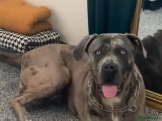 Mixed Breed dogs cane corso great dane mix female 2 years old - Advert 2