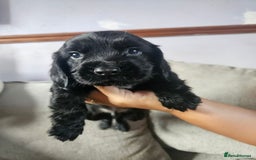 Cocker Spaniel dogs for sale: Beautiful cocker spaniel pups - Image 10