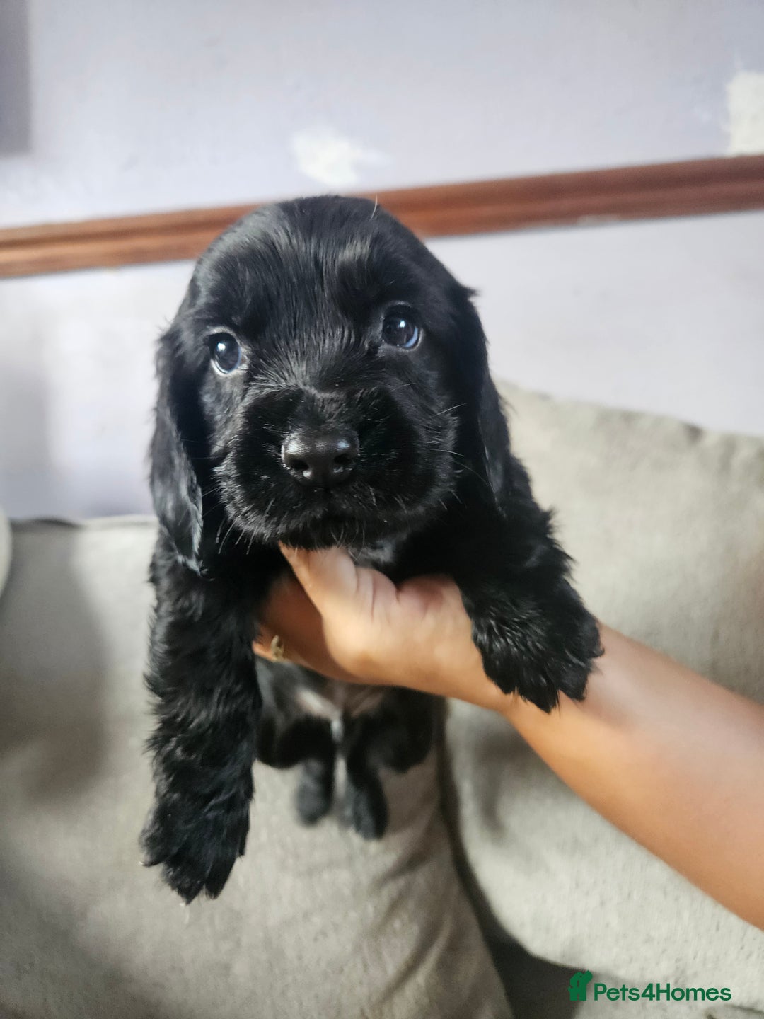 Cocker Spaniel dogs for sale: Beautiful cocker spaniel pups - Image 10