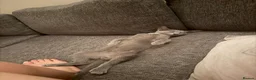 Russian Blue cats for sale: 2 Beautiful Russian Blue Kittens, 5 months old in London - Advert 6