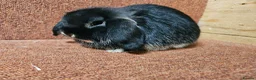 Mini Lop rabbits for sale: Pure Mini lop buck . Vaccinated  - Advert 4