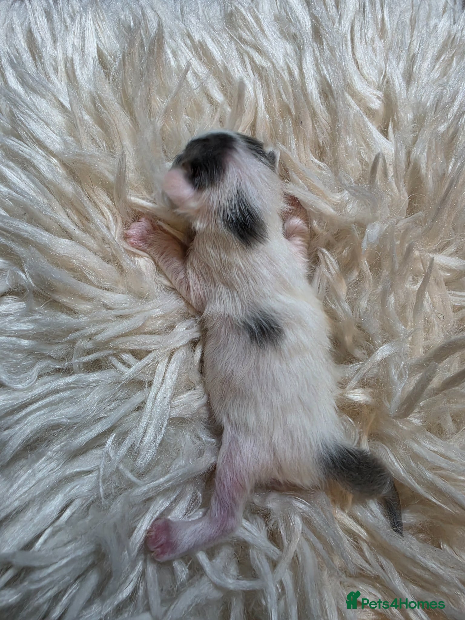 Persian cats for sale: Beautiful Persian Mix Kittens - Advert 14