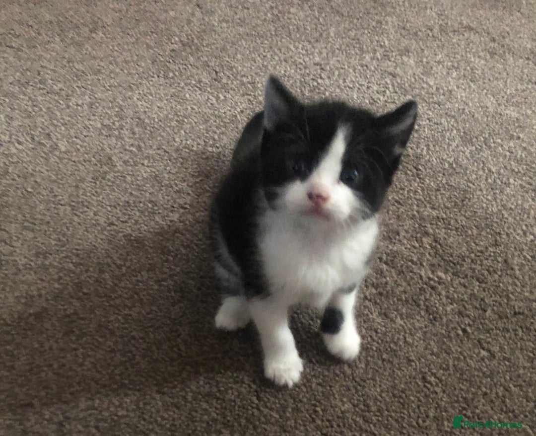 Mixed Breed cats for sale: Loving Kittens Looking For Forever Home - Image 12