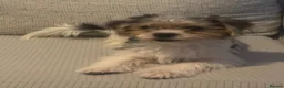 Morkie dogs for sale: Nelli  - Advert 4