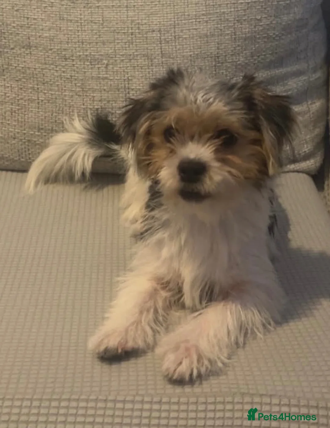 Morkie dogs for sale: Nelli  - Advert 4
