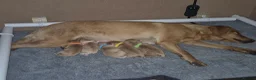 Labrador Retriever dogs for sale: KC REGISTERED LABRADOR PUPPIES  in Sandown - Advert 4