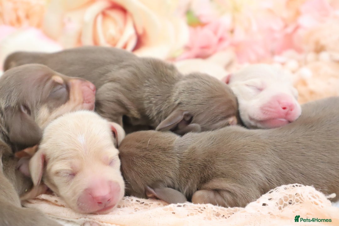 Miniature Dachshund dogs for sale: KC Miniature Dachshund Puppies - Image 4