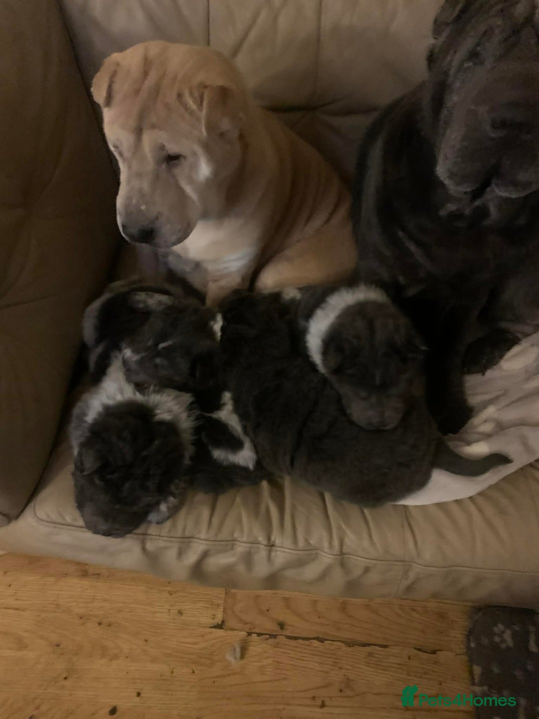 Shar Pei dogs for sale: 4 gorgeous bear coat shar pei puppies - Advert 17