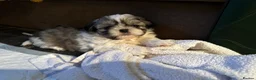 Shih Tzu dogs for sale: Shih Tzu Puppys miniature  in Southport - Advert 13