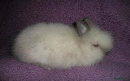 Lionhead rabbits for sale: BEAUTIFUL BABY DOUBLEMANE LIONHEAD RABBITS MALE - Image 7