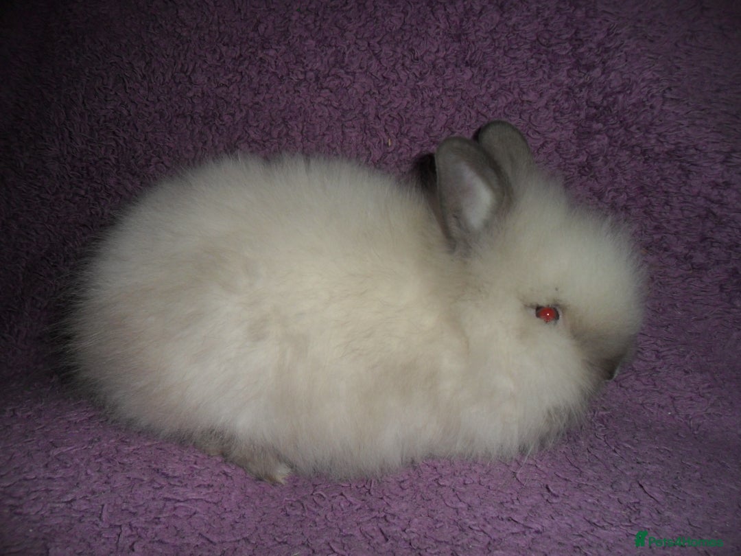 Lionhead rabbits for sale: BEAUTIFUL BABY DOUBLEMANE LIONHEAD RABBITS MALE - Image 7