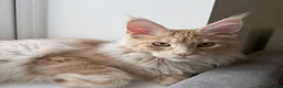 Maine Coon cats for sale: Champion line kittens 🥰 - Advert 11