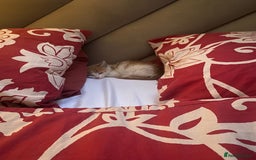 Mixed Breed cats for adoption: Ozzy needs a new home - Image 9