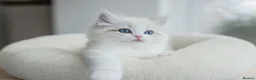 Ragdoll cats for sale: READY NOW Bicolour Lynx Ragdoll kittens - Advert 28