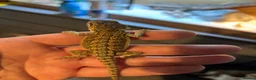 Bearded Dragon reptiles for sale: Super friendly baby bearded dragons - Advert 8