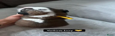 Yellow boy 