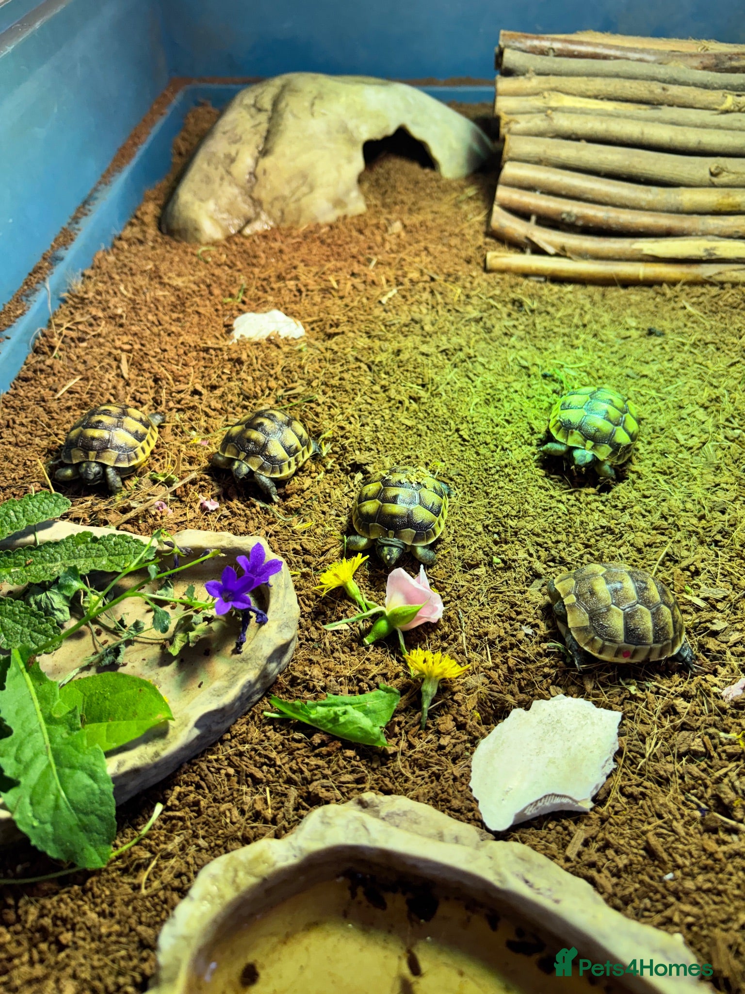 Tortoise reptiles Mediterranean Spurthigh Tortoise Hatchlings - Advert 19