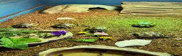 Tortoise reptiles for sale: Mediterranean Spurthigh Tortoise Hatchlings - Advert 2