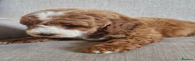 Cockapoo 1