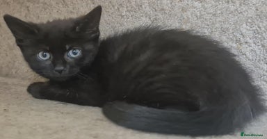 Mixed Breed cats - Advert 8
