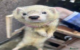 Ferret rodents for sale: Ferret kits  - Image 2