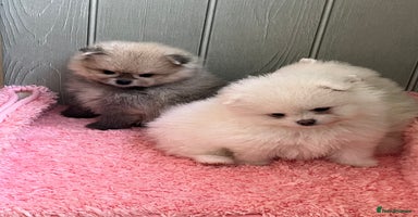 Pomeranian dogs - Advert 1