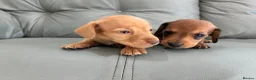 Miniature Dachshund dogs for sale: 🏆💙💖 KC REG 5 STAR BREEDER💙💖🏆CREAM - Advert 6