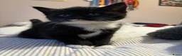 Mixed Breed cats for sale: Kittens  - Advert 3