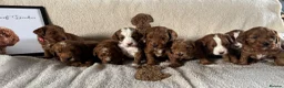 Australian Labradoodle dogs for sale: Stunning Miniature Australian Labradoodles - Advert 1