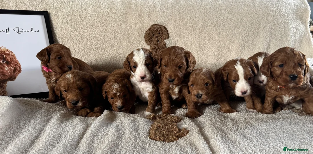 Australian Labradoodle dogs for sale: Stunning Miniature Australian Labradoodles - Advert 1